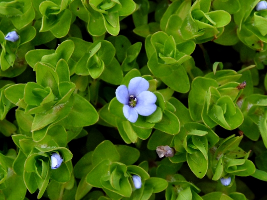 {Bacopa caroliniana}